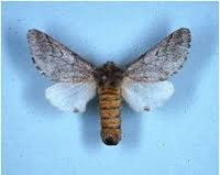 Processionaria del pino