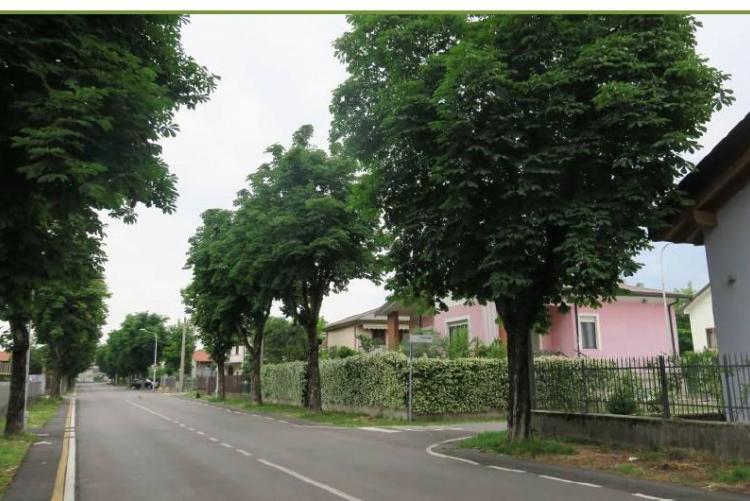 Abbattimento piante in via Europa